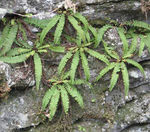 ワケアリ 中③ 品種不明シダ シダ系植物 3種類セット（品種指定不可）